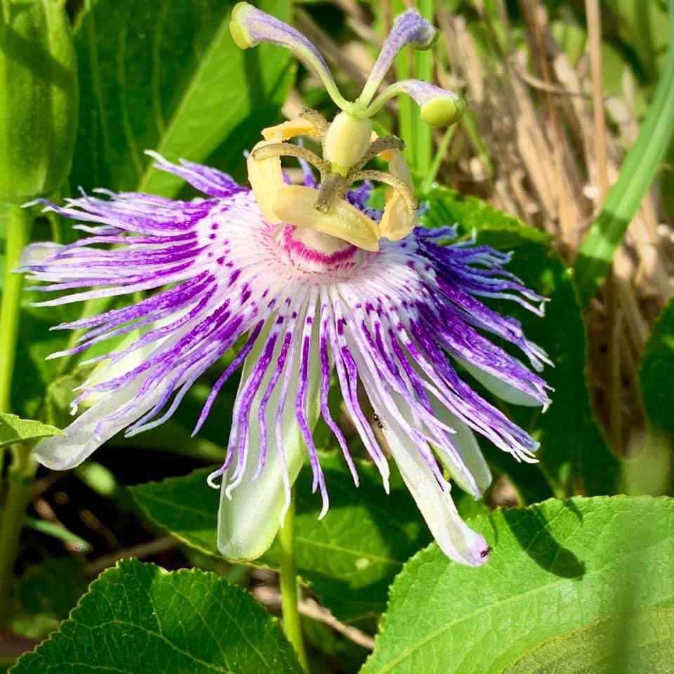 in_landscape's tweet photo. Yes it’s real, native Passion Vine delights on a family walk. This flowering vine is a favorite with butterflies & other pollinators. • @kinggardens #inthelandscape https://t.co/oBPWQp6sMo https://t.co/pBVS1YYqC1
