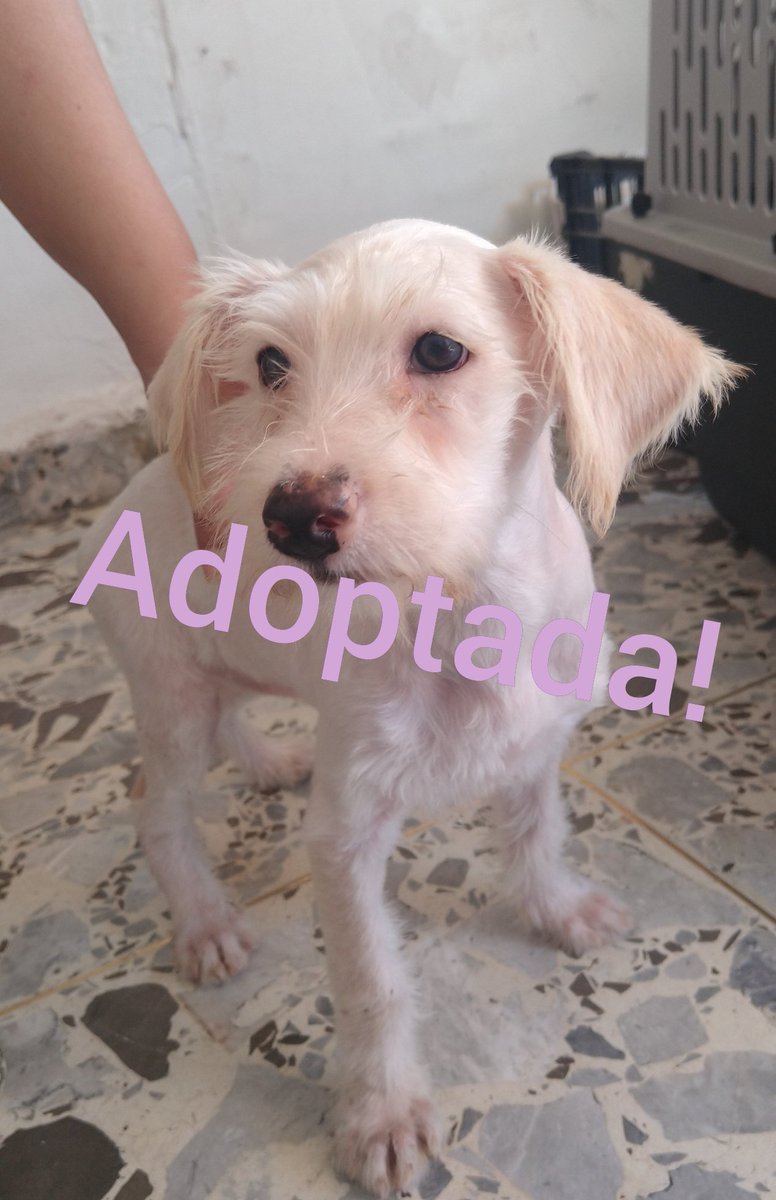 diana_dfc's tweet photo. Otra excelente noticia! Nita(Yoli)tmbn fue adoptada y ahora sabrá lo que es una fam, mil 🙏 gcs @MaryJane_CB y @RFalcon40  por abrir las puertas de su🏠y su💓y darle una oportunidad a esta hermosa nena qué tanto necesitaba, y recibirla con tanto amor #AdoptaNoCompres @perrososmx https://t.co/49IQW5yli3