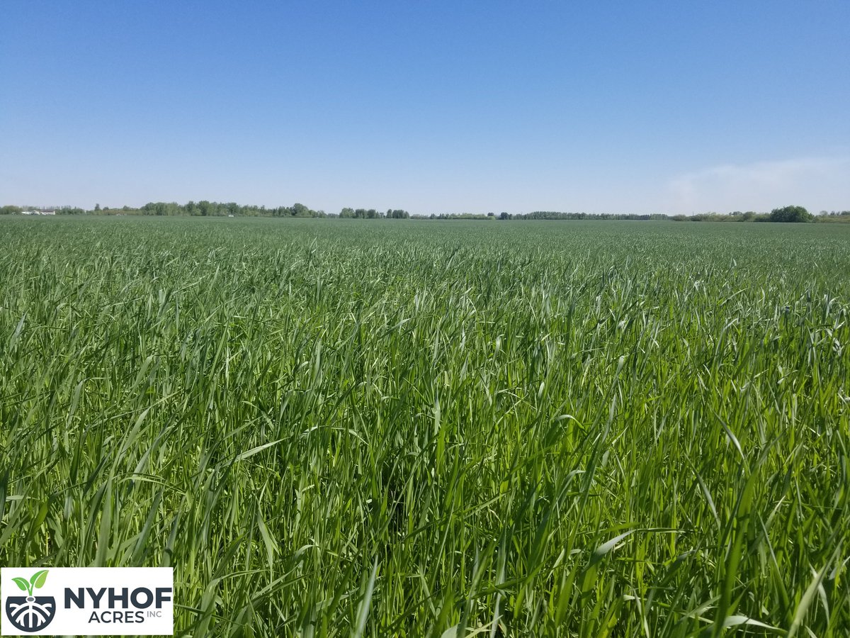 Fall Rye looking promising for silage harvest in two weeks and still enough time to reseed with a 14 species blend of #covercrops for more high protein fall silage