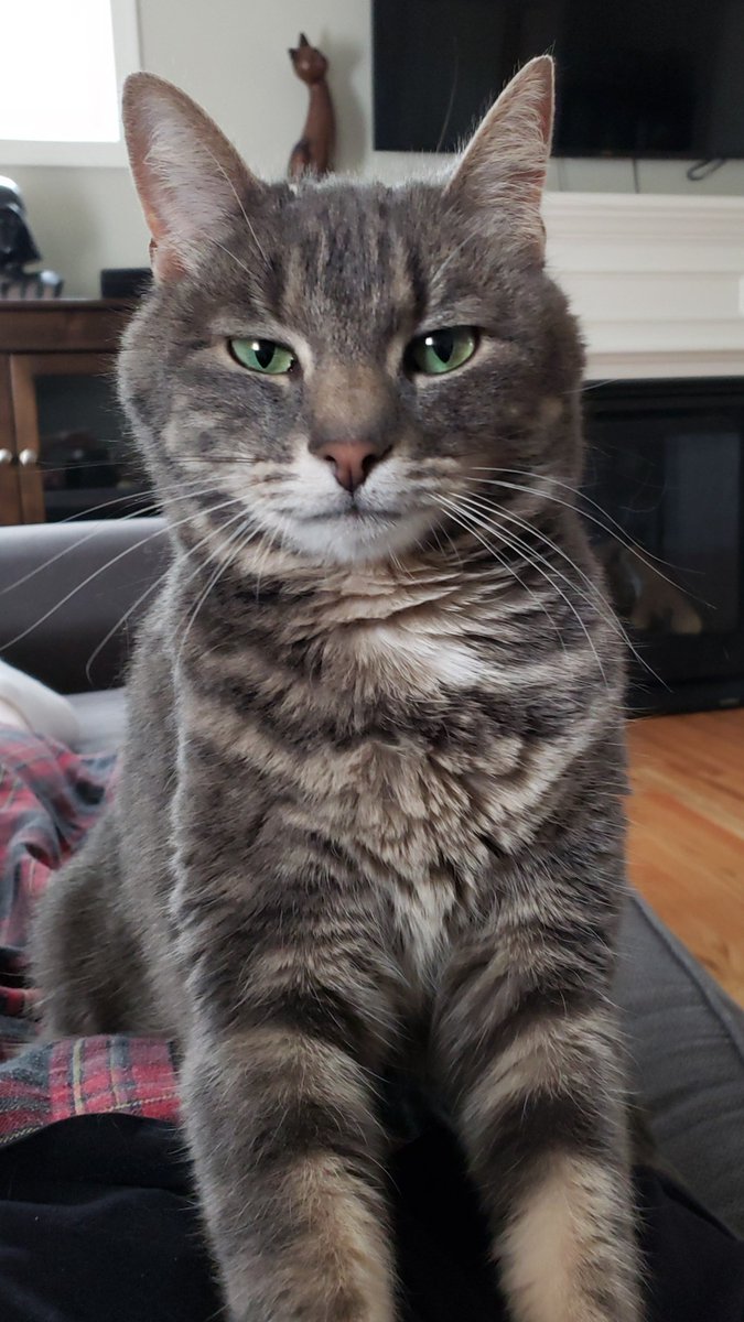 JCollinsMA's tweet photo. Happy #GotchaDay #Kneesaa!! You completed our little family 5 years ago today ❤ #Caturday #catsofStarWars https://t.co/UXHfAAbYCS