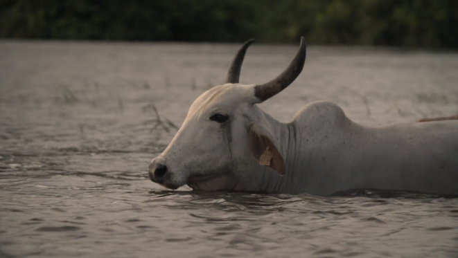 Mediapart's tweet photo. 📺 #Docu «Eaux noires», douce escale dans l’âme de la Guyane cc @TenkFR #Tenk  ➡️ https://t.co/y0M9pDMjCP https://t.co/NvF3xDB1NZ