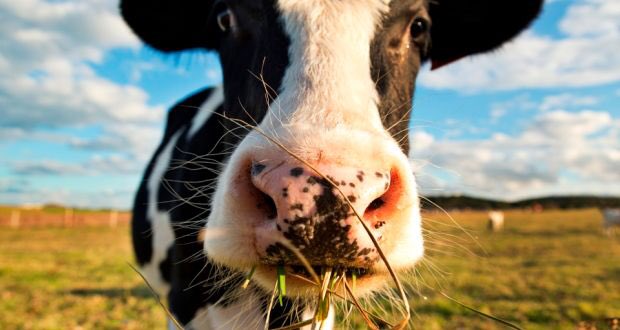 Irish dairy is the economic powerhouse of the Irish rural economy 
-delivering a staggering €11.3 billion in 2019 across every parish in the country. 👏🐄🥛☘️🇮🇪
#WorldMilkDay
