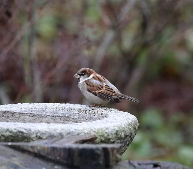 Lieve mensen, de #natuur is erg droog op dit moment. De #vogels, #egels, #bijen en andere natuurwezentjes hebben dorst. Zorgen jullie dagelijks voor 1 of meerdere verse bakken water? 🕊🙏