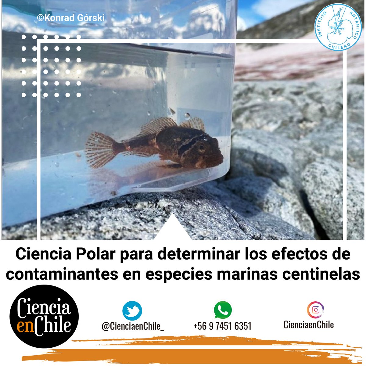 CienciaenChile_'s tweet photo. Ciencia Polar para determinar los efectos de contaminantes en especies marinas centinelas https://t.co/3aASfrZ9St #ECA56 @inach_gob #CienciaenChile https://t.co/OaXO4RWdVP
