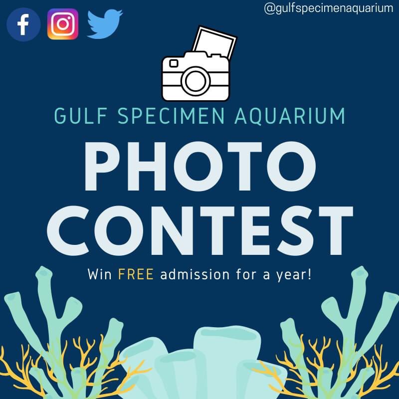 GulfSpecimenAq's tweet photo. With the aquarium finally reopened, we want to see you share your memories of your visit with us. The winner gets a free one year membership. Our monthly winners will be announced at the end of each month. Remember to use the hashtag #GulfSpecimenContest https://t.co/oIx7uUm5Wy