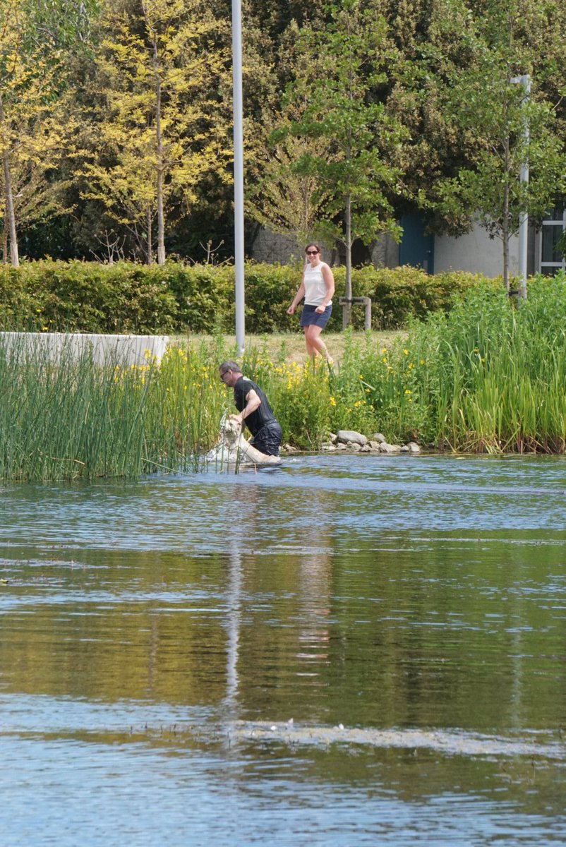 Went for a walk around UCD today and witnessed the Irish version of 'Fenton' with a swan and a dog called Leo.