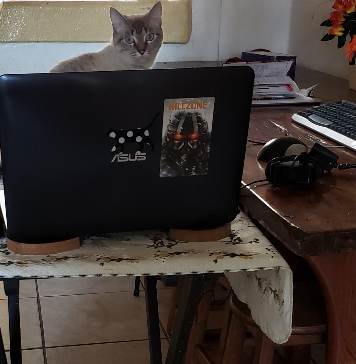 _pichinelli's tweet photo. Sakura programando... 💻 https://t.co/yuZbSxJdFH