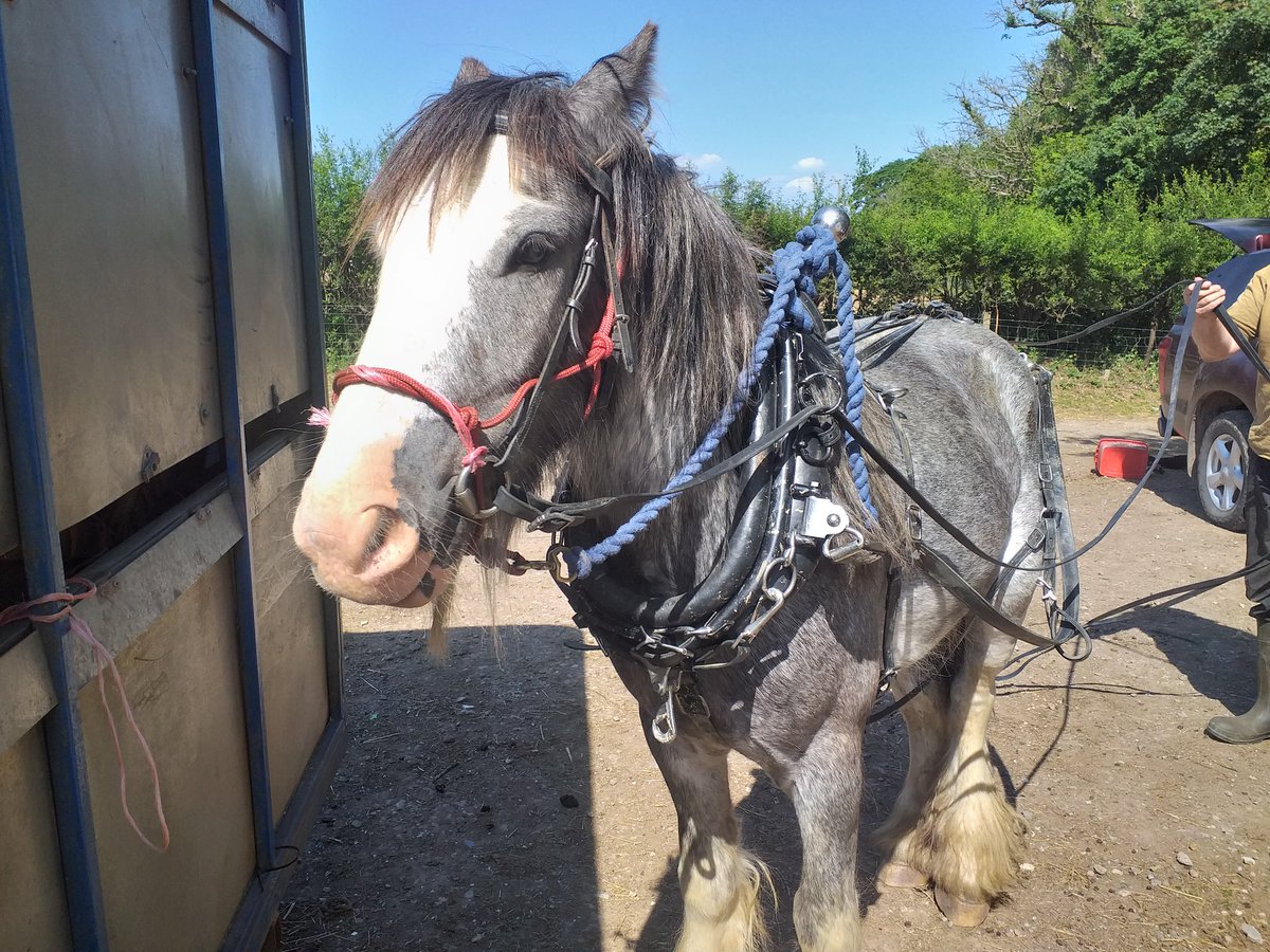 GarlicMeadow's tweet photo. Look who's back in town. Monty is back from his training. 
#workinghorses #drivinghorses #gypsycob https://t.co/lu7plKjD4P