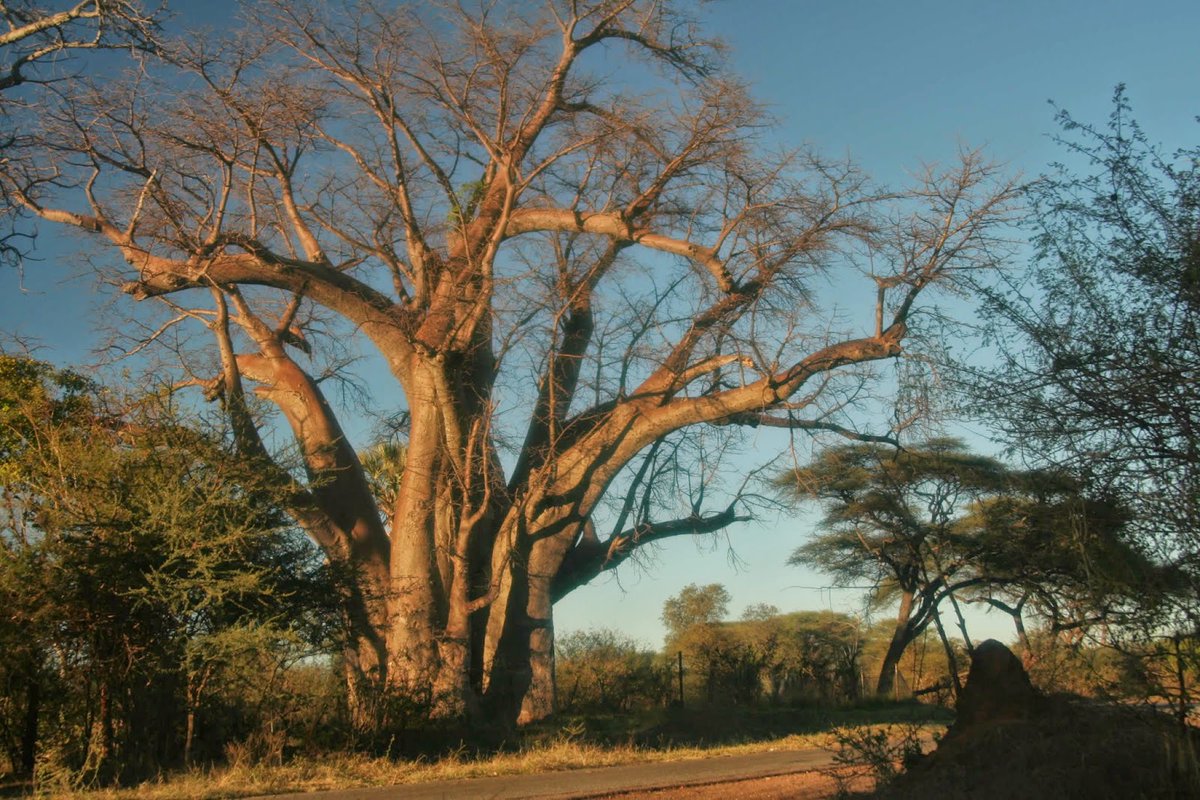 Another tale says their ancestors came out of a Baobab tree fully grown and as soon as they got out they immediately moved on to their routine of hunting and gatheringIt's rumoured that the vaDoma people are capable of disappearing in the forest and can performmagic