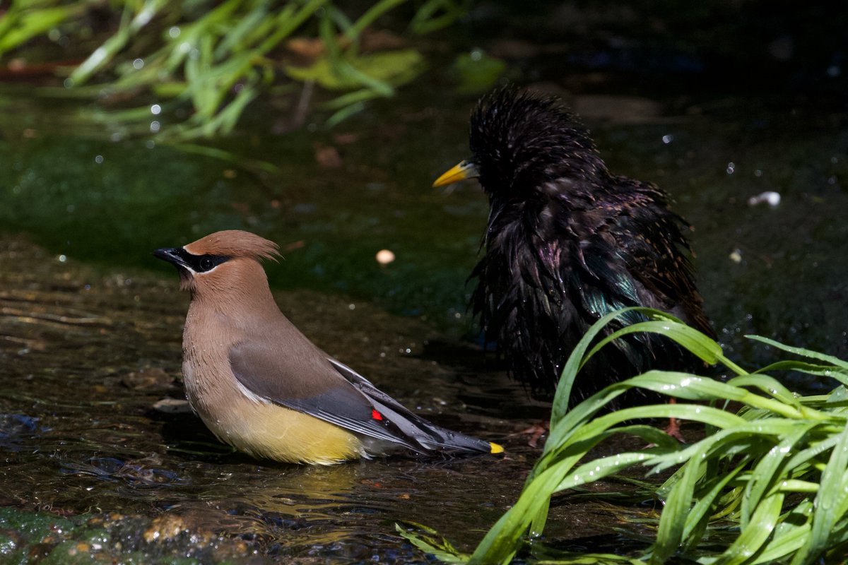 Taken seconds before the starling bopped the waxwing in the back of the head... rush hour baths at the Pool bathing rock require great caution. #birdcp