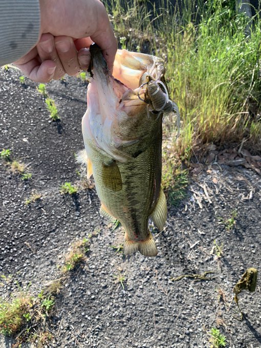 インプレ ギルフラットはリアル感が凄い デカバスを動きで魅了 Bass Zero