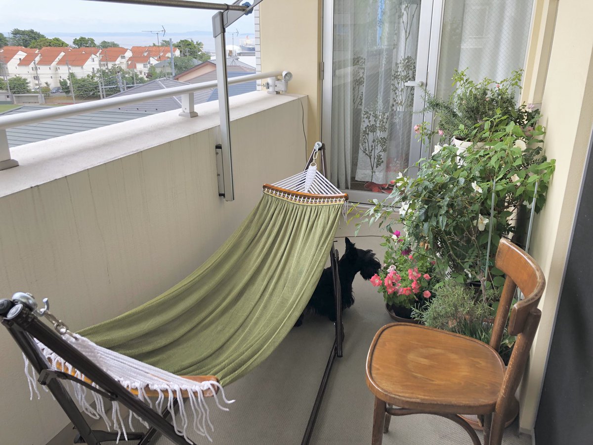 Ume ベランダにハンモック出してみた いいねえ 揺れるのはかなり慣れた そして これまでベランダに出たがらなかったグミもついてきて 乗ってきた 無線のテレビとコーヒーでまったり極楽 蚊取り線香焚けば 夏でもいけるな T Co