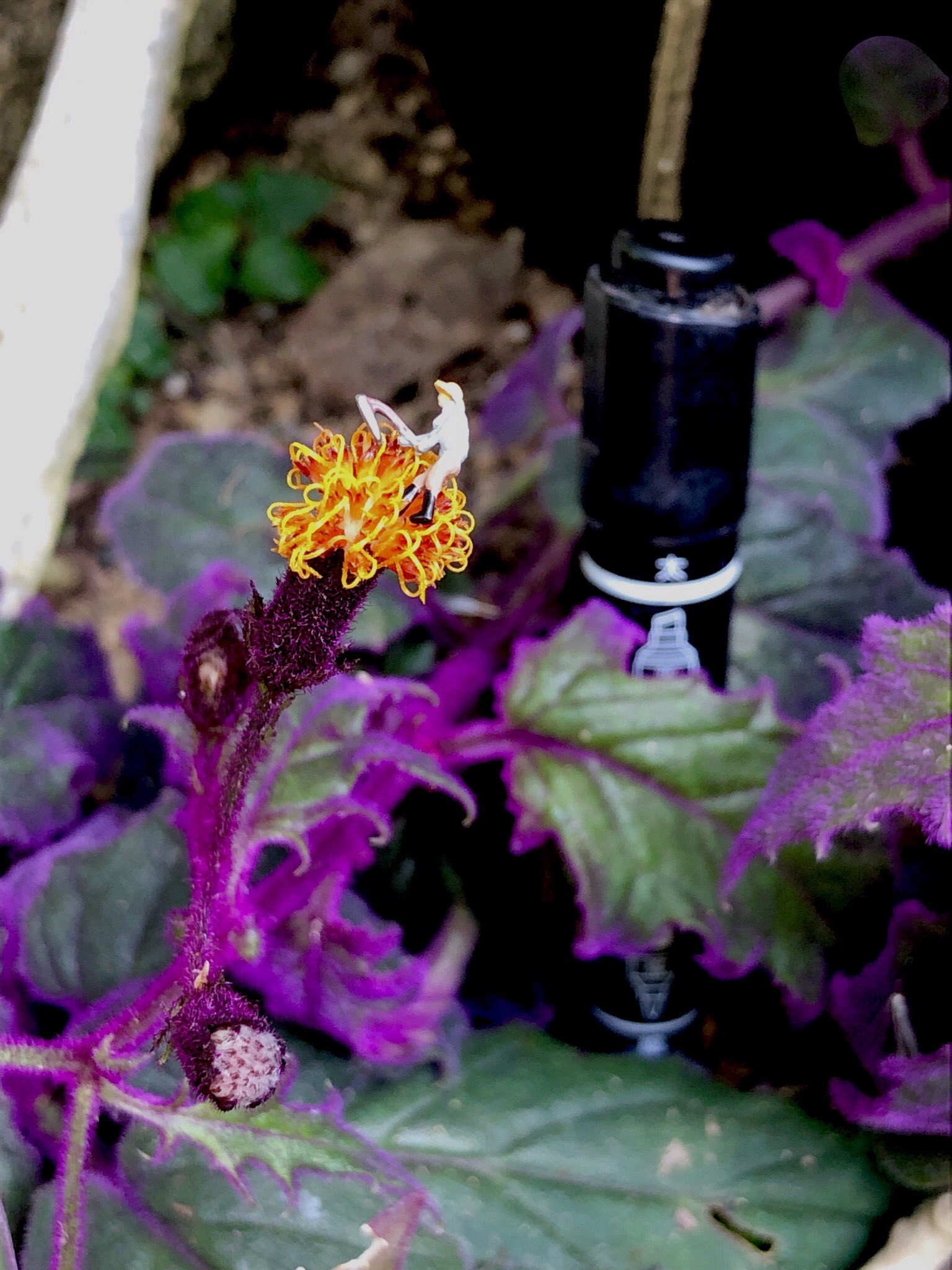 とちぎ花センター 公式 ギヌラのあまりの臭さに花を荒らしに来たコロポックルのご主人 小さい声でお前らも嗅いでみろーと言ってます ギヌラは足の臭い とちぎ花センター 足の臭いランキング1位 コロポックル 5月31日 世界禁煙デー T Co