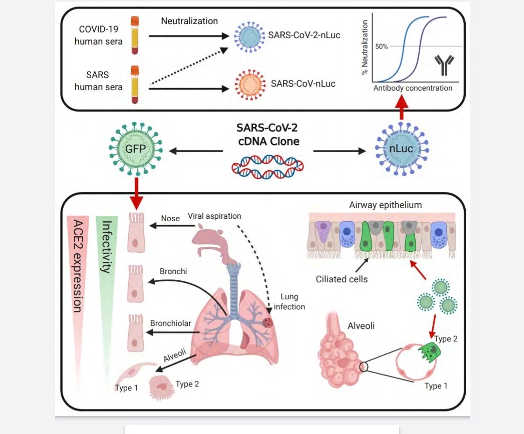 مطلب خون کے علاوہ ادھر بھی پروٹیکشن مہیا کرتی ہیں۔ یہ سٹڈی وائرس کی مزید pathogenesis کو سمجھنے اور نئے ماڈل بنانے میں کافی فائدہ مند ثابت ہوگی۔ Article & images source https://www.sciencedirect.com/science/article/pii/S1286457920300836-Wictionary