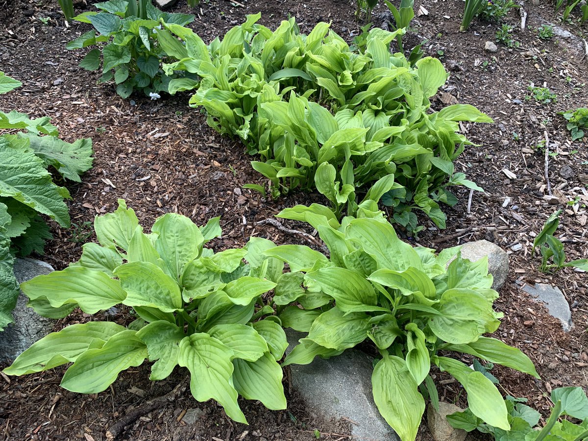they’re also apparently comfy and delicious if you’re a mouse, because the mice nested in this mystery hosta, a huge, bright, ruffled thin-leaf plant that we call “the lettuce” and destroyed the center roots. fortunately, there are two young plants here ready to take over duties.