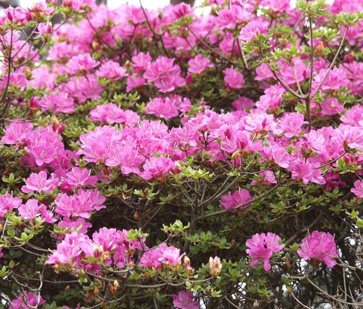 みやざきの景観づくり 宮崎市景観課 ５月31日の宮崎市版誕生花は ミヤマキリシマ です 日本の植物学者 牧野富太郎 が深い山に咲くツツジという意味で命名 花言葉は 自制心