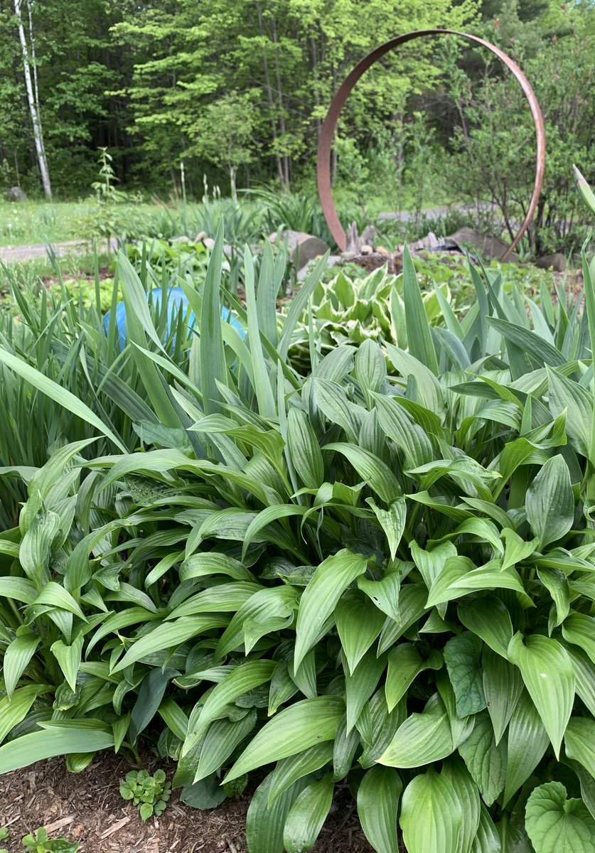 this mystery hosta has leaves like a plantain. it’s being crowded by irises, but i like the effect too well to rescue it at the moment.