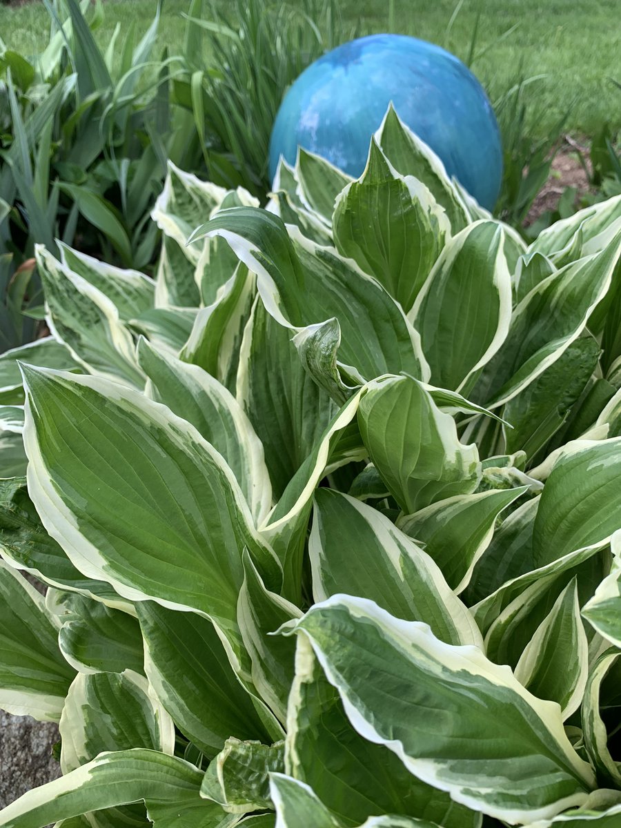 my well is tucked amonsgt this foliage, because hostas are a great way to paint over unsightly. here’s the view from the other side, another mystery hosta. the deer will have this shredded by midsummer, but it’s still fluffy enough to hide the well head.