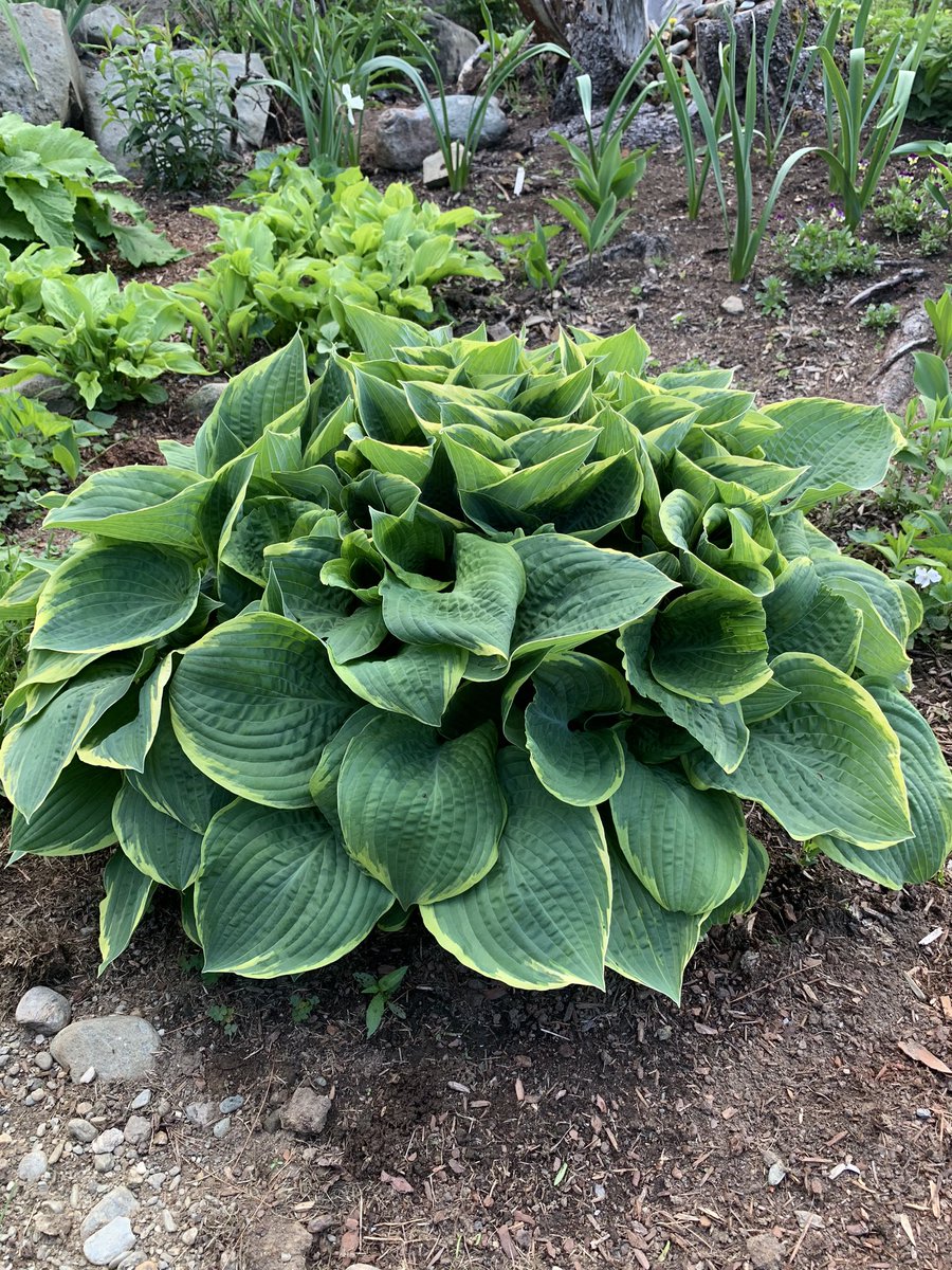 this mystery specimen next to the lettuce is a beast. it’s not a particularly stunning variety, but it makes up for it in enthusiasm.