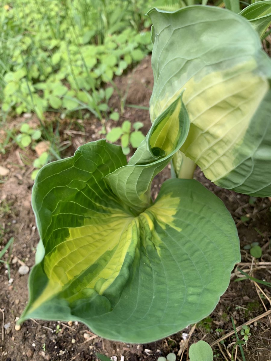 poor dreamweaver is just starting to open on the north side. she has the color of kathryn, the flames of beach boy, and is a hugenormous beast. please forgive her bedhead.