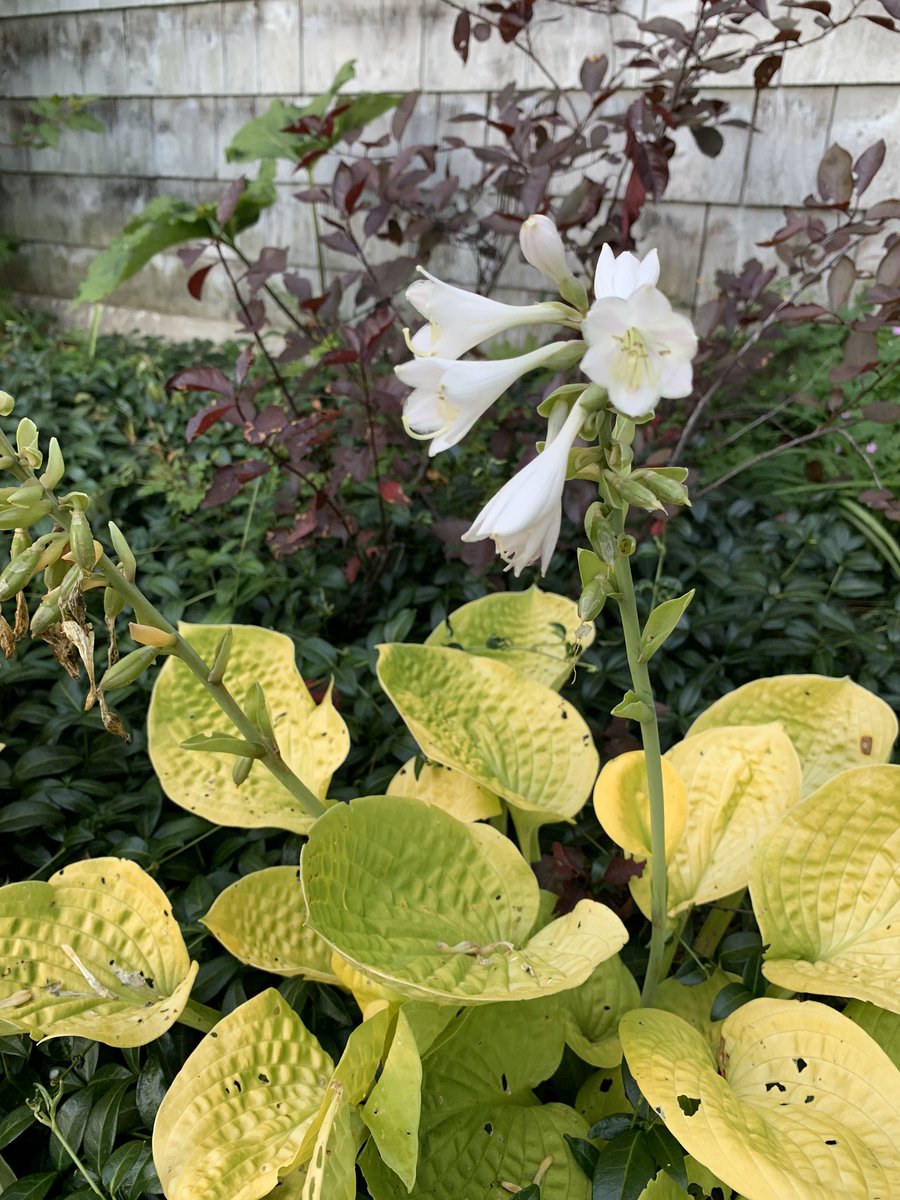 nearby is moon lily. i forgot this stunner existed all spring until she cleared the tops of the vinca. if i could only have one hosta (NO), it would be moon lily, with her knobby round chartreuse leaves and bright white flowers. photo on the right is last year.