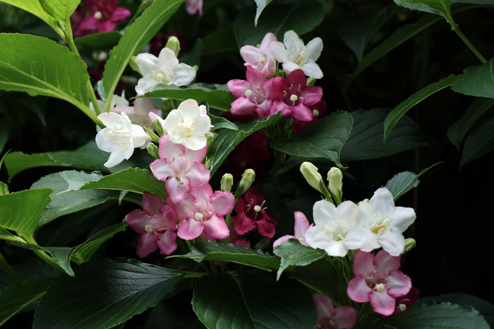 風 ５月３１日の誕生花 谷空木 たにうつぎ 花言葉 豊麗 豊かで美しい 別 名 紅空木 べにうつぎ 原産地 日本 中国 花言葉 花の持つ言葉 T Co G4vlcsiq7a