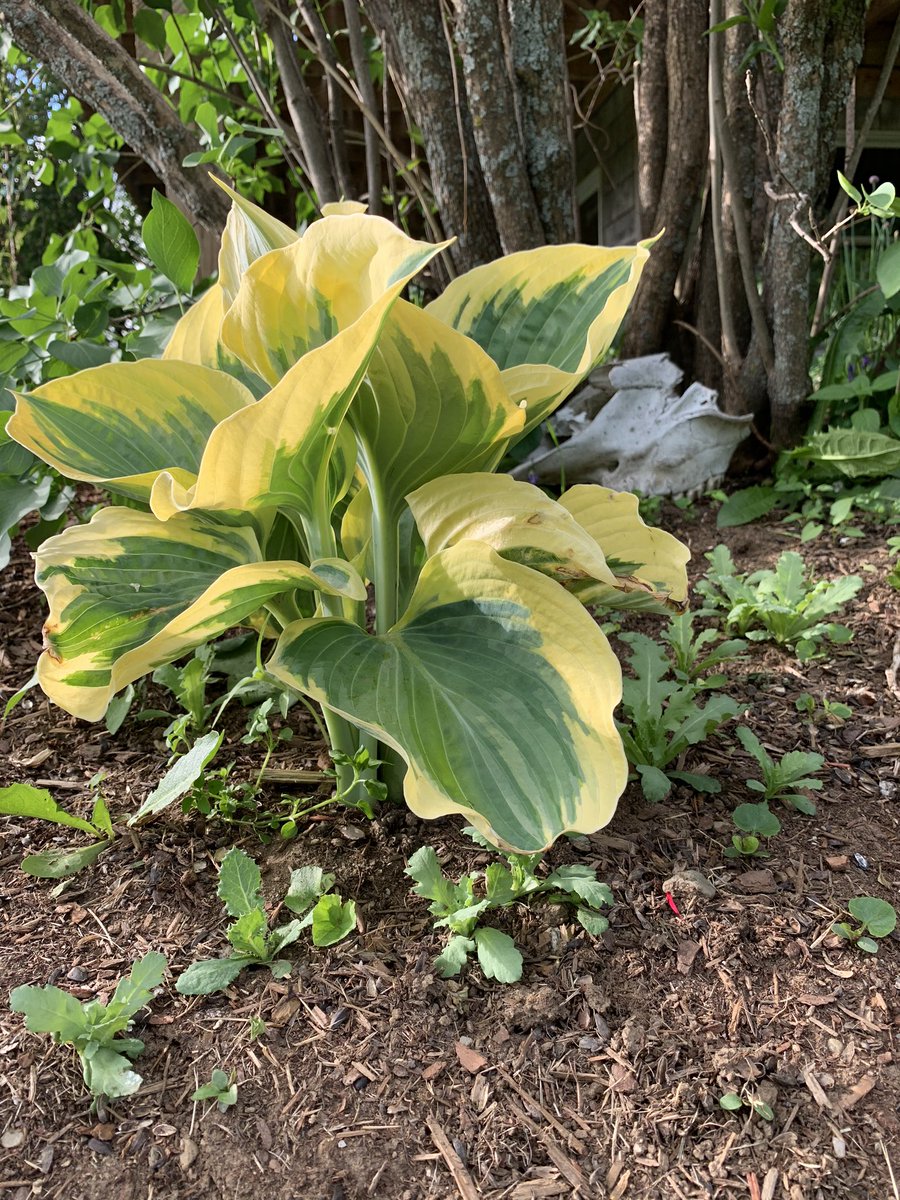 this is ivory coast. i wish she was further along, because she is a sight to behold at her peak. the yellow will turn white and she’ll be the size of a buick. at least at the moment you can still enjoy the half cow skull that a dog brought home years ago that lives behind her.