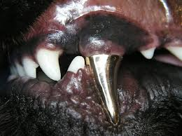 JohnTitor33621's tweet photo. #WhiteHouse #rioters that breach the gates...
say hello to my little friend! #TitaniumTeeth
If you are not illegally protesting/rioting, then you have nothing to worry about. Being in THAT crowd you are part of the problem
#k9 #protest #protesters #riot #looters #washingtondc https://t.co/twFTrQJtiv