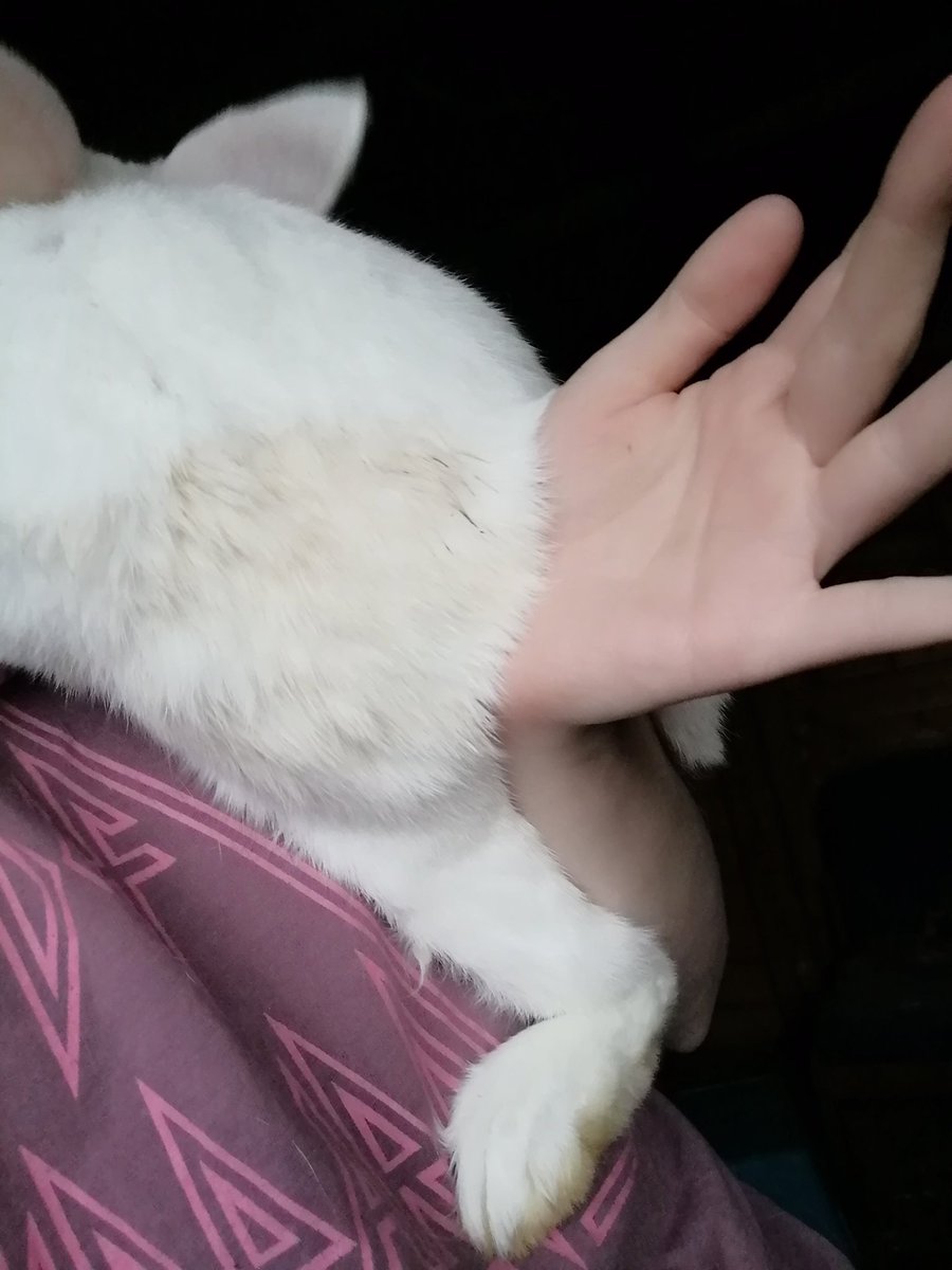 Bugsand9friends's tweet photo. Bunnies are delightful π€’ππ whys it the whit eones that get weed on all the time #bugsand9friends #biggroup #didntmove https://t.co/KYfRxcKaZK