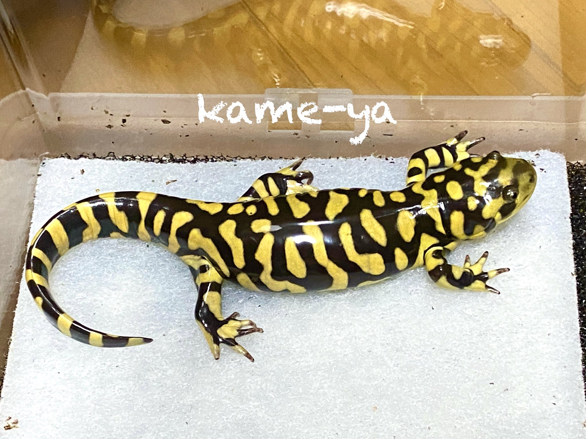 Kame Yaナオ 新入りのオビタイガーサラマンダー Part ２ こちらも良い オビタイガーサラマンダー T Co Baepa3mdq2 Twitter