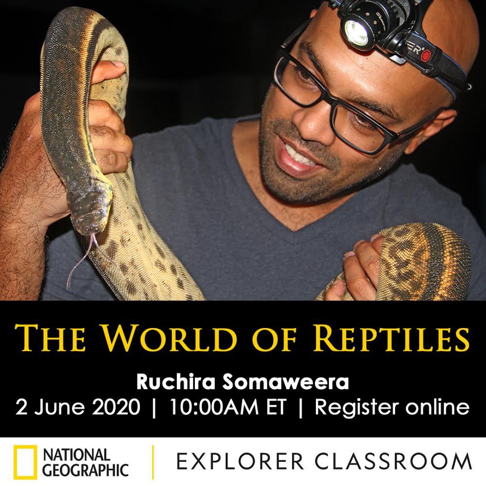 I am leading an #ExplorerClassroom with @NatGeo next Tue 2 June at 10:00AM EST (in US time), peeking into the fascinating world of #reptiles. 

Sign up at 
docs.google.com/forms/d/e/1FAI…

@InsideNatGeo @NatGeoEducation #NationalGeographic #scicomm @CSIRO