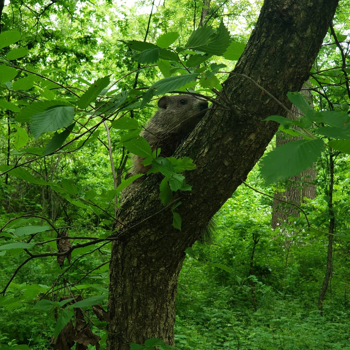 SaraHackbarth's tweet photo. Scenes from today's walk - Anybody know what the critter is in the third picture? Loved this little stretch of trail!
#runnernotrunning #fornow #embracewhatyoucando https://t.co/c7x09Kdzpu