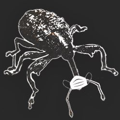 Beau Weevils tweet media