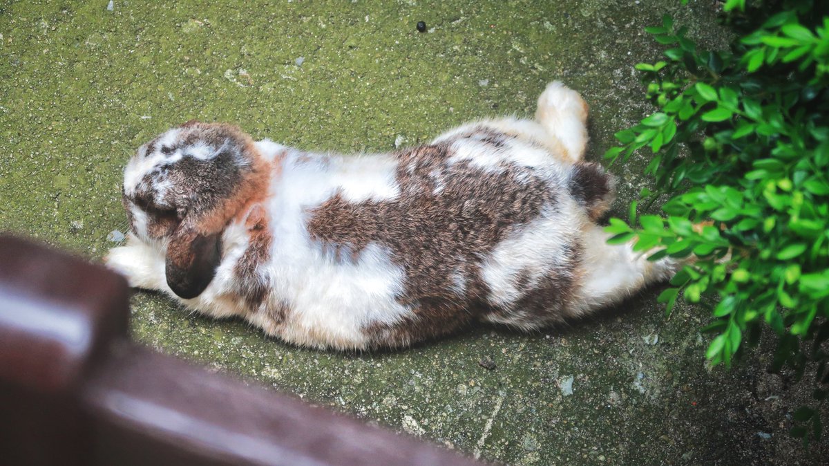 Ah! Found a little oases attached to my apt building and spent a lovely afternoon there working on my thesis.

I haven't been this productive in a long time. #wfh in a tiny dorm room for 87 days just doesn't work. 

<a href="/AcademicChatter/">Academic Chatter™</a> #phdlife #lifeinquarantine