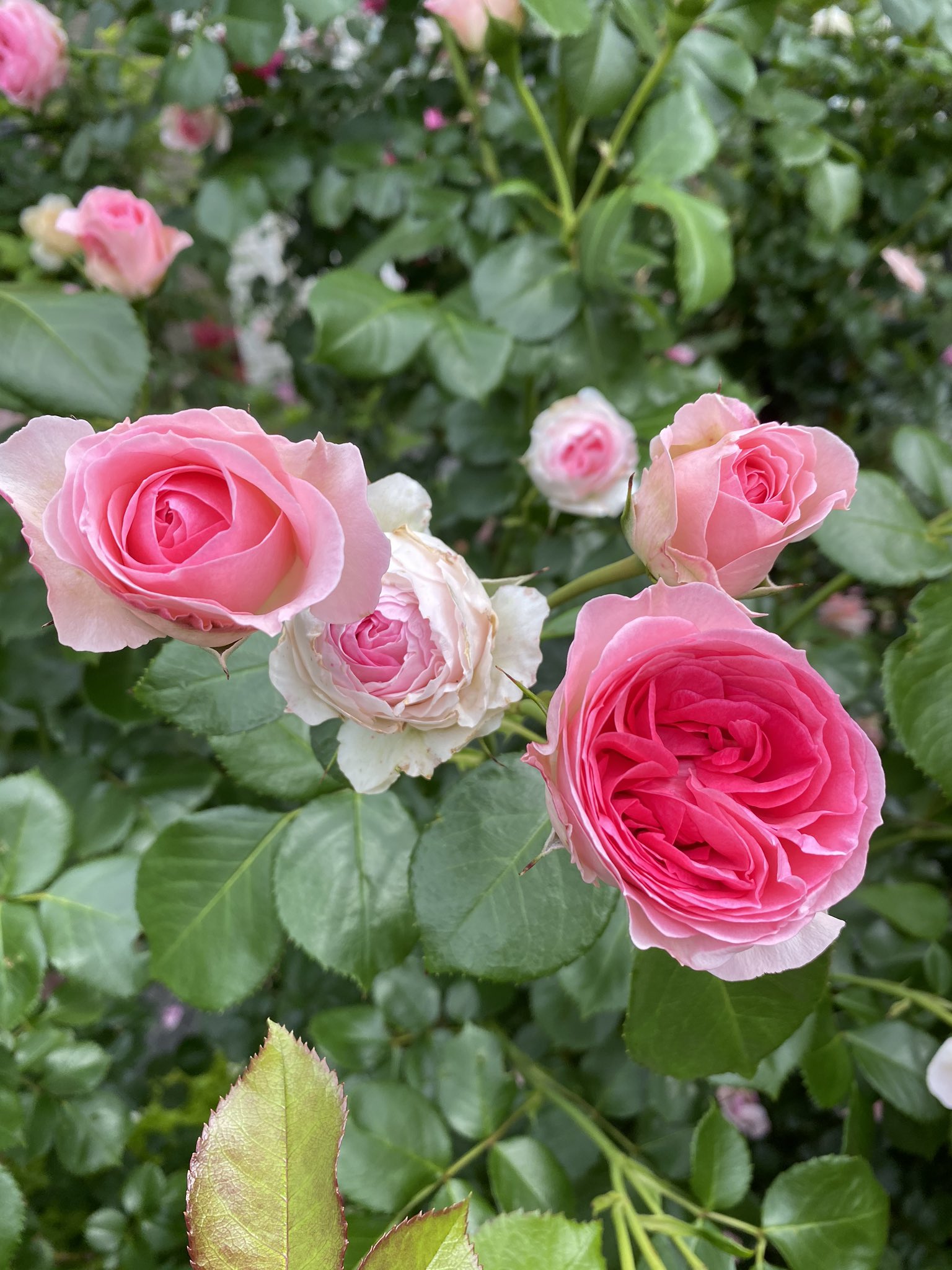 しまおー エルミタージュ 園芸 ガーデニング 花 薔薇 バラ エルミタージュ T Co Wxl6w8ubeq Twitter