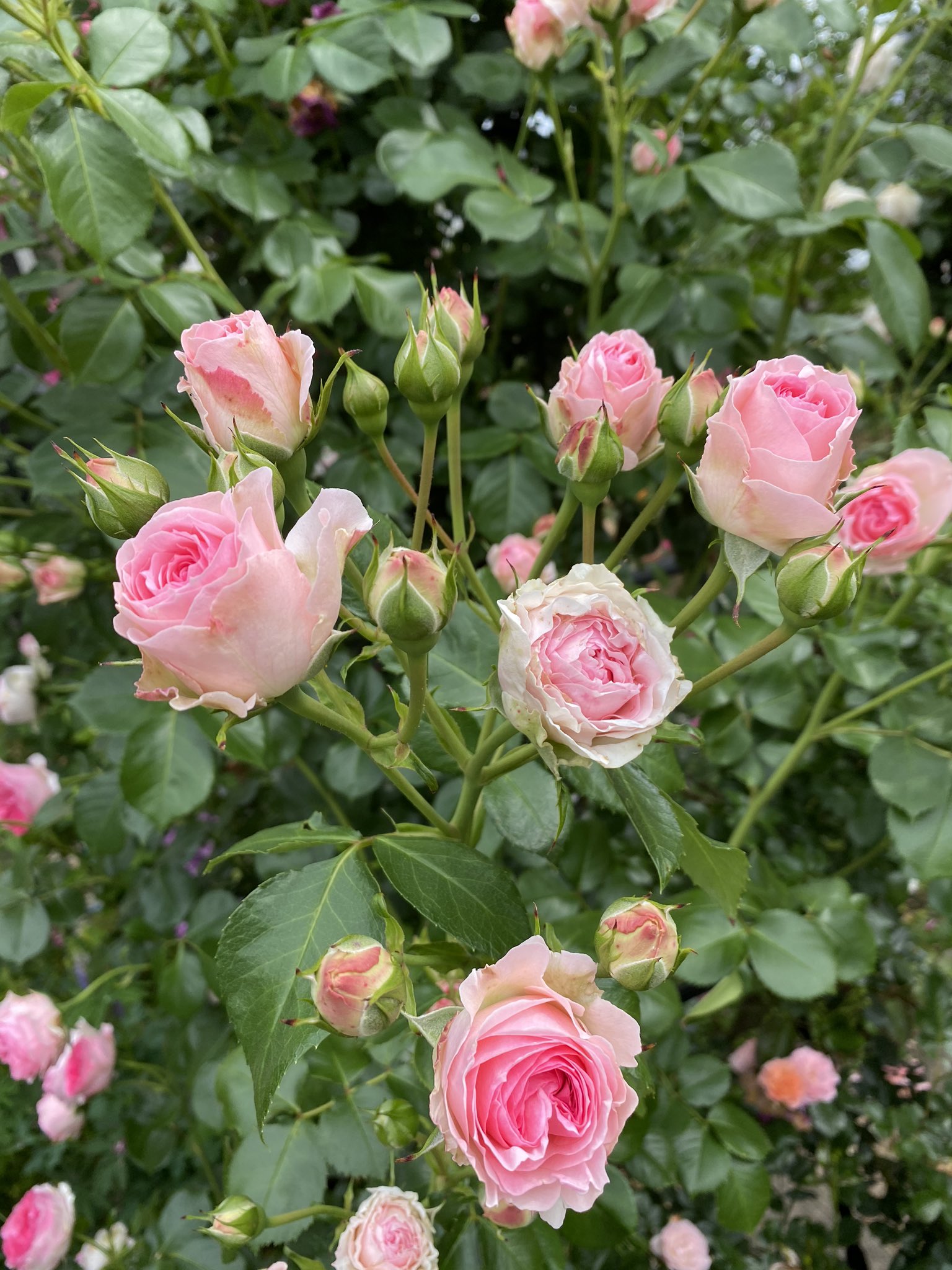 しまおー エルミタージュ 園芸 ガーデニング 花 薔薇 バラ エルミタージュ T Co Wxl6w8ubeq Twitter