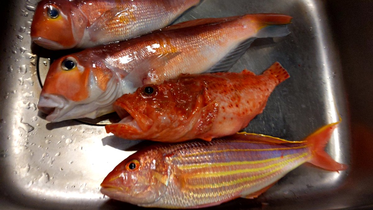 エリック 赤い魚ばっかりですね 釣りをしない素人の小学生並み感想 そういえば地元のお店に カサゴの姿揚げ ってあって全部食べてるけど毒とかあったんですね 3 種類で違うのかしら