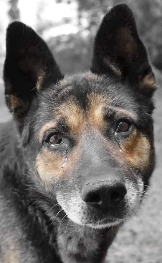 Los animales sienten, padecen y también lloran como los humanos. Nunca los abandones. Un rotundo NO al maltrato animal. RT Por Favor. Hagámoslo Viral !