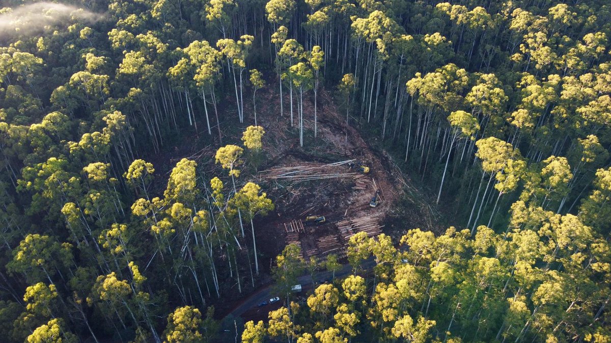 sarahrees's tweet photo. Why is this logging coupe still being cut in Warburton with the judge ruiling that logging threatened species habitat fails to conform with the Federal Acts? #patscorner @JaclynSymes @LilyDAmbrosioMP https://t.co/ctPrZLE2dq