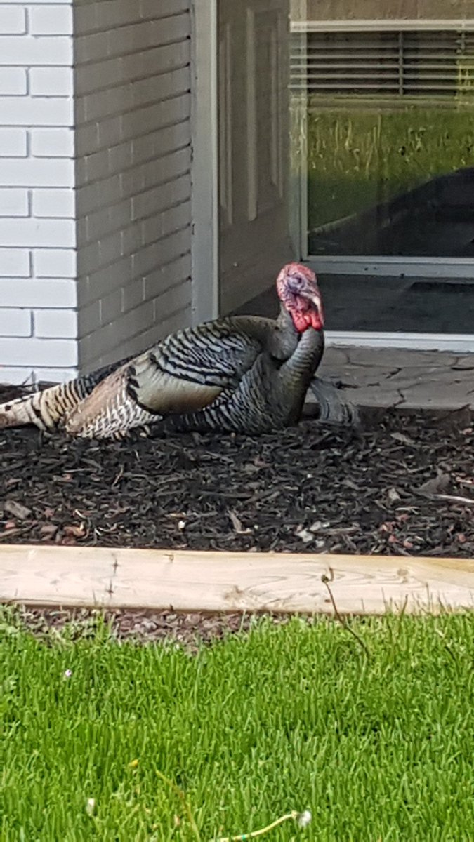 Crescent Heights is talkin' turkey this weekend with a visit from YYC's infamous #RamseyTurkey
🦃 #yycturkey