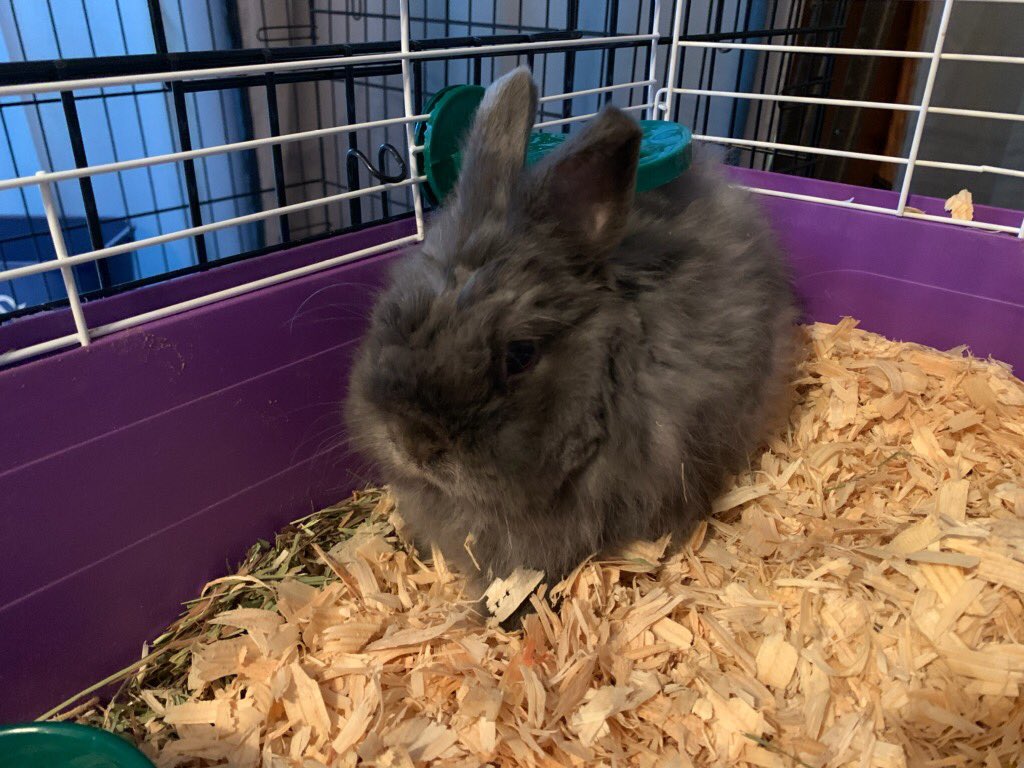 HollyRoth2017's tweet photo. We are trying something new-fostering a lion head rabbit until he finds his forever home. Mr. Denny is hanging out at the farmhouse. 🐰 #tmgenius #SummerSelfieChallenge #TrySomethingNewSelfie #rabbit #AdoptDontShop https://t.co/oZNgl3vpEC