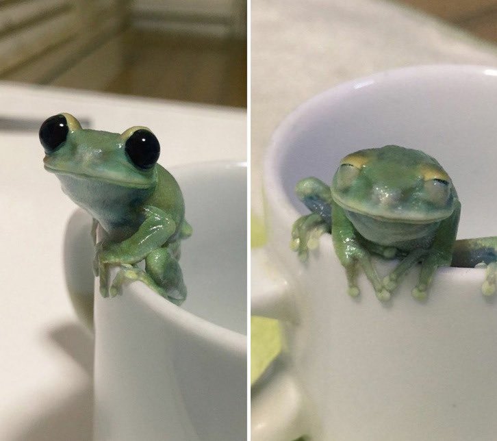 very good frogs i found on google