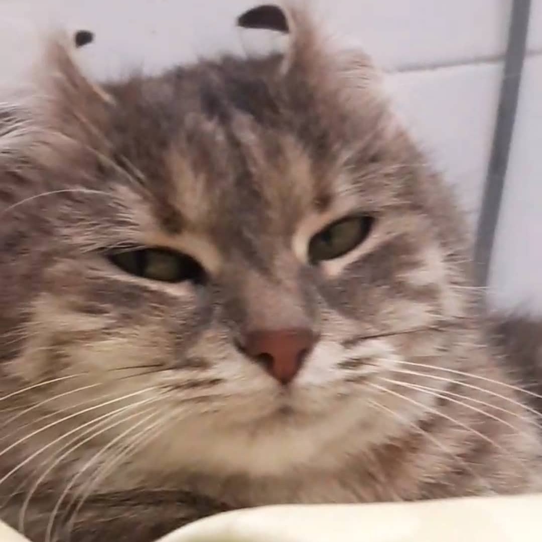 v0lters26's tweet photo. It's my cat, and she's view say: i'm watching you🕵️‍♂️ https://t.co/dvreuUoQXp