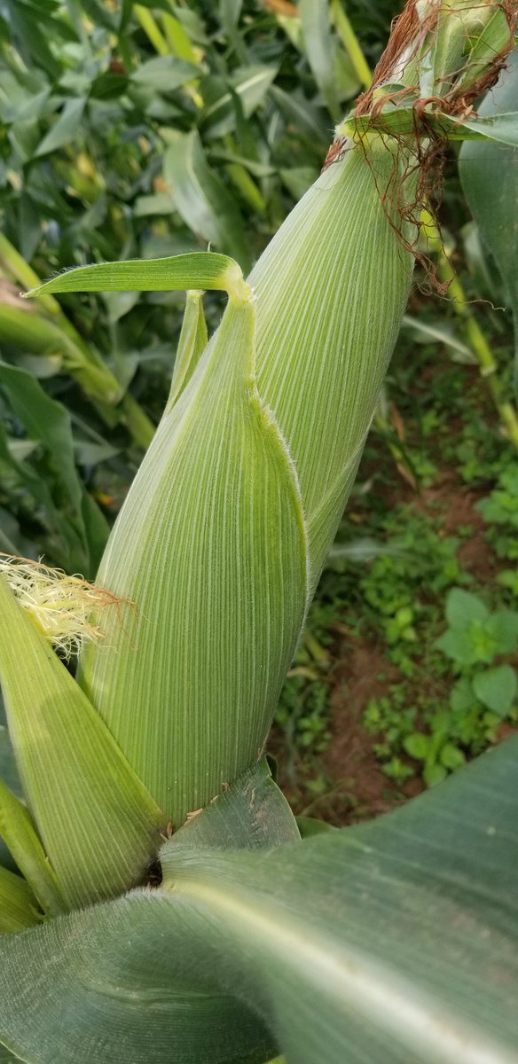 Farming Maize? A Choice between Quantity and QualityTHREAD If you are interested in farming maize, prepare your land well in advance.Select the best seeds for your area as some are altitude and climate dependent.Most varieties will do well, others do better. #farming