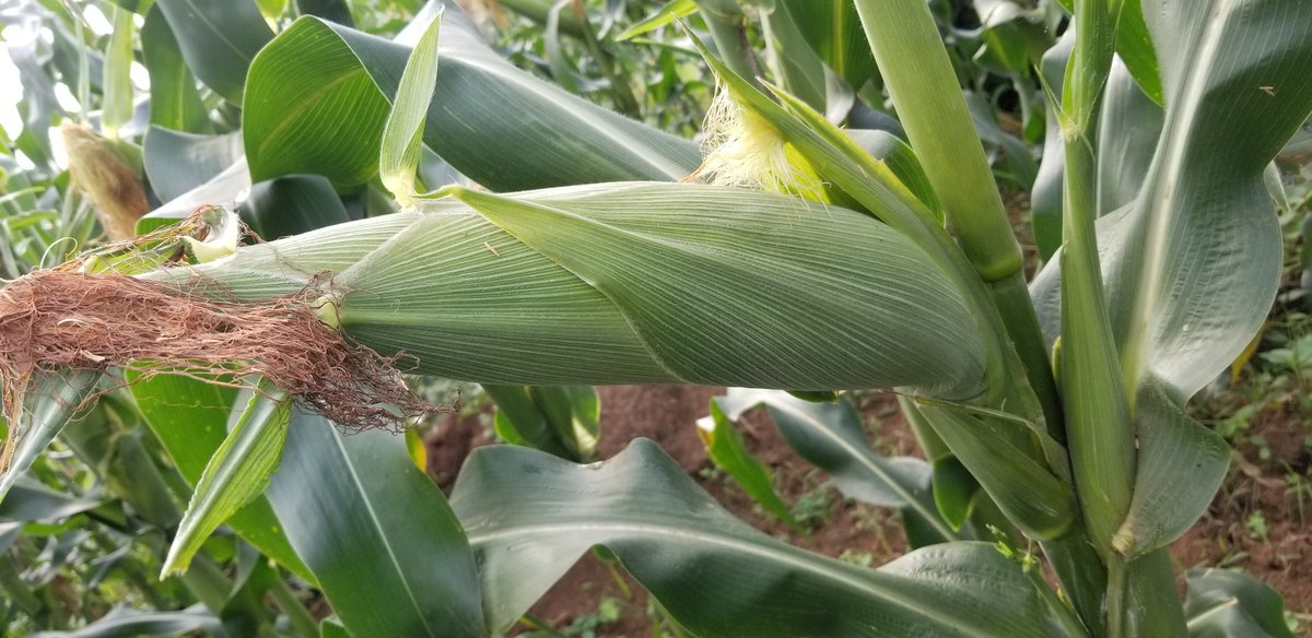 Farming Maize? A Choice between Quantity and QualityTHREAD If you are interested in farming maize, prepare your land well in advance.Select the best seeds for your area as some are altitude and climate dependent.Most varieties will do well, others do better. #farming