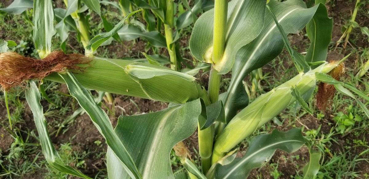 Farming Maize? A Choice between Quantity and QualityTHREAD If you are interested in farming maize, prepare your land well in advance.Select the best seeds for your area as some are altitude and climate dependent.Most varieties will do well, others do better. #farming
