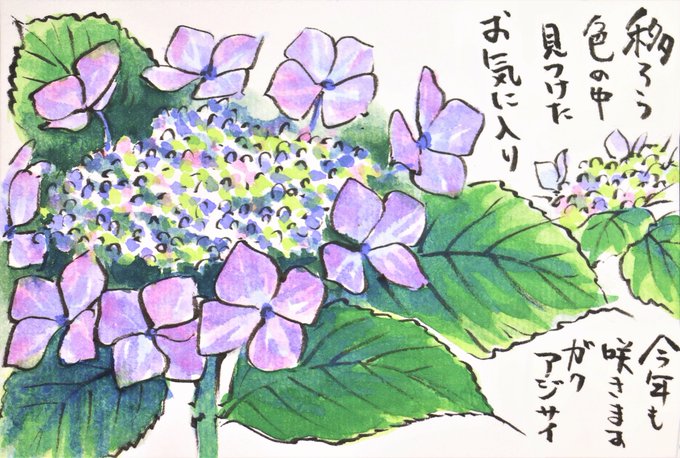 西洋紫陽花のtwitterイラスト検索結果 古い順