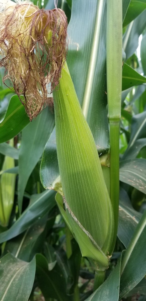 For 25cm by 75 you will get medium maize cobs but many in numbers. The 25x90 spacing will also allow for better intercroping if you are looking at doing legumes in the same season and land. So you get the best maize size and space for other activities. See 25x75 vs 25x90 