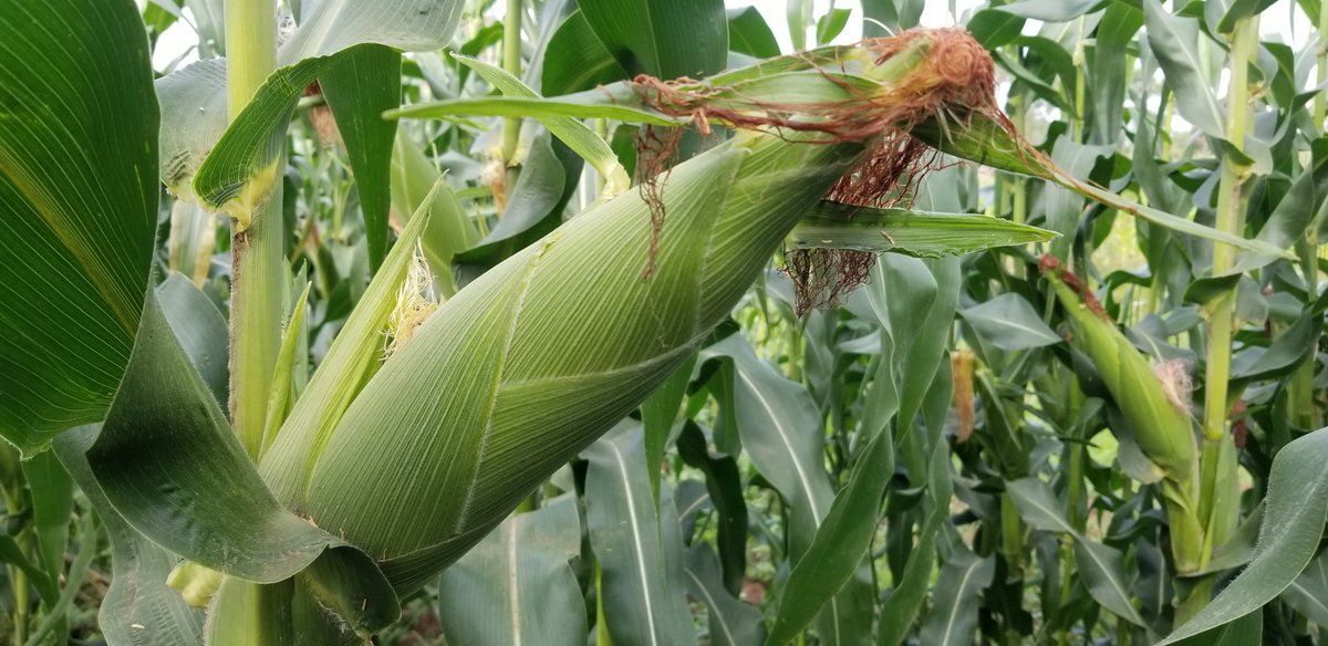 For 25cm by 75 you will get medium maize cobs but many in numbers. The 25x90 spacing will also allow for better intercroping if you are looking at doing legumes in the same season and land. So you get the best maize size and space for other activities. See 25x75 vs 25x90 