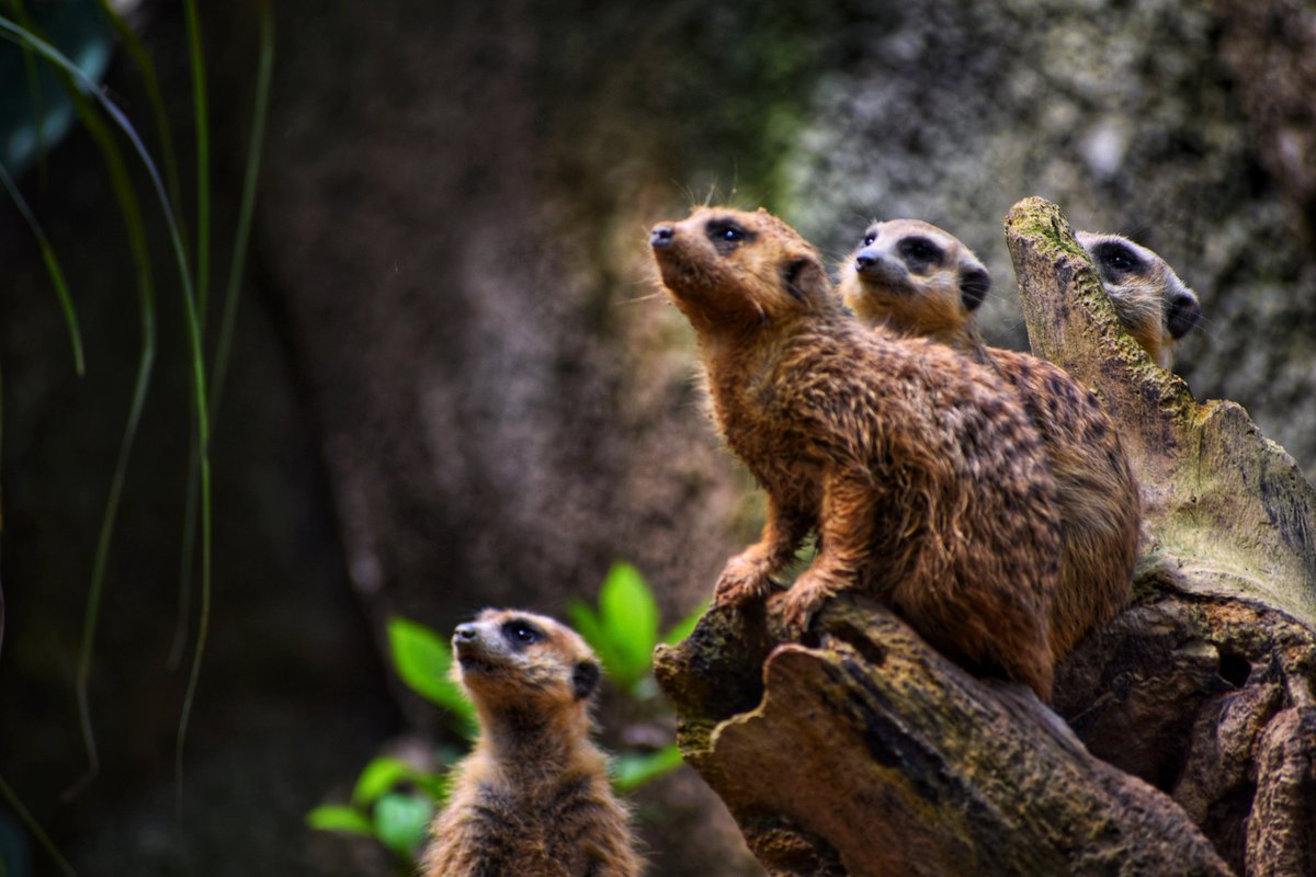 What are they looking into..??
.
.
#yourshot #traveldiaries #_soi  #natgeo #natgeotravel #picoftheday #wildlife
#ig_nature #ig_myshot  #instagood  #indiaphotosociety  #coi #mypixeldiary #500px #dslrofficial  #wildlifephotography #yourshotphotographer #travelgram #lonelyplanet